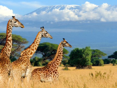 KENIA